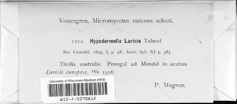 Hypodermella laricis image