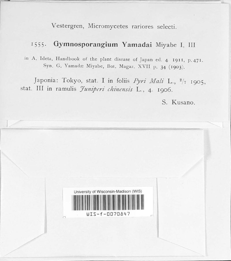 Gymnosporangium yamadae image