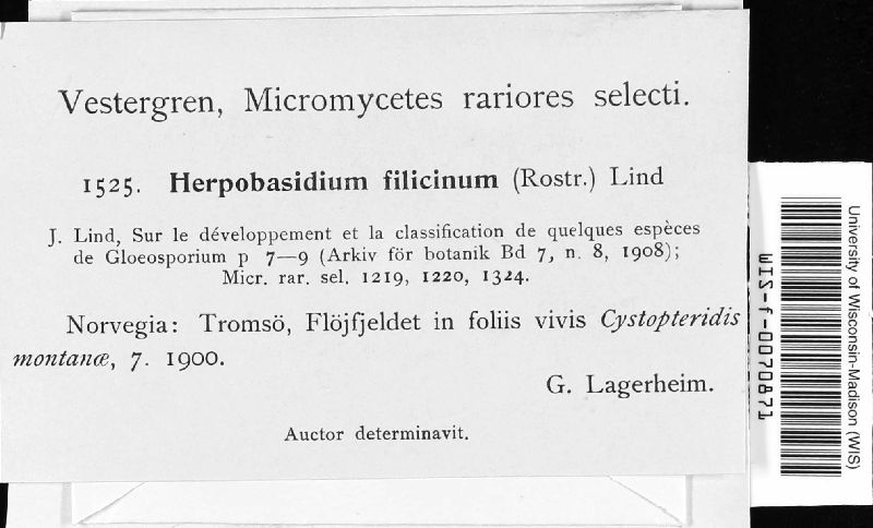 Eocronartiaceae image
