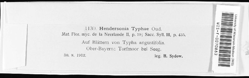 Hendersonia typhae image