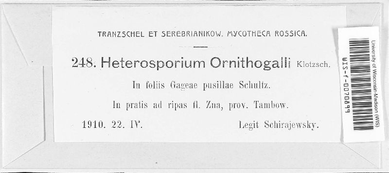 Heterosporium ornithogali image