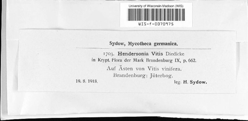 Hendersonia diedickei image