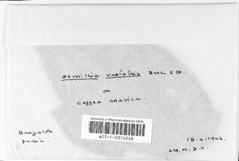 Hemileia vastatrix image