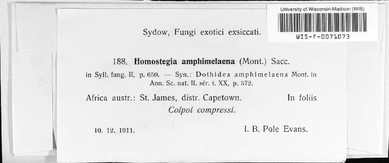 Microcyclus amphimelaenus image