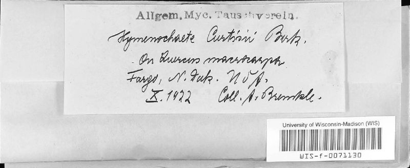 Hymenochaete curtisii image