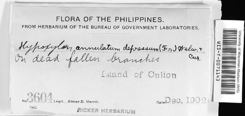 Annulohypoxylon truncatum image