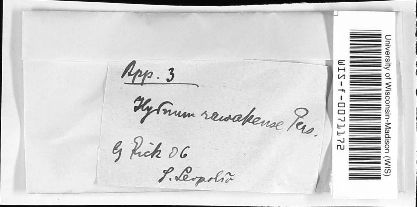 Steccherinum rawakense image