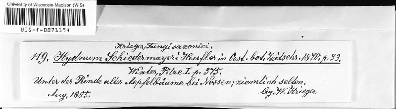 Hydnum schiedermayeri image