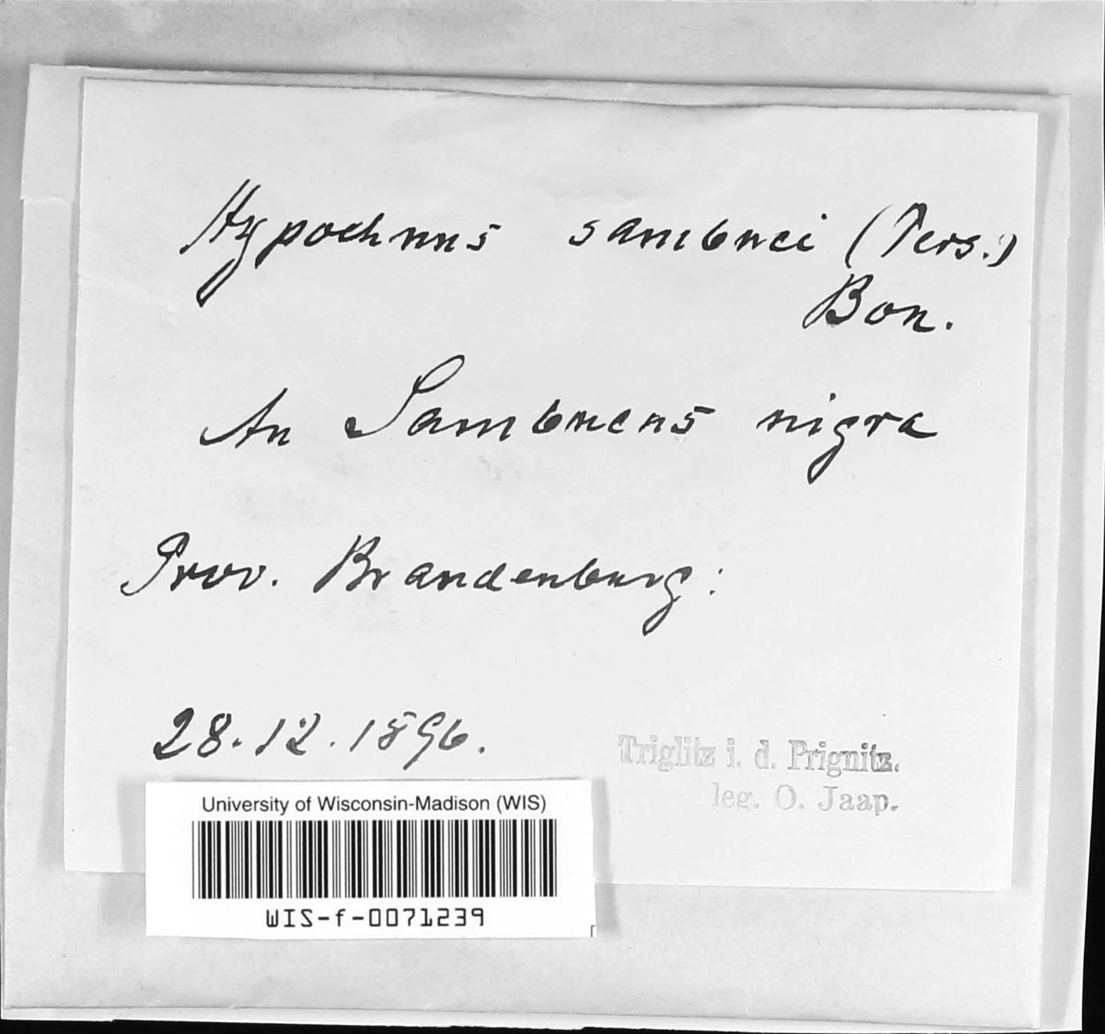 Hypochnus sambuci image