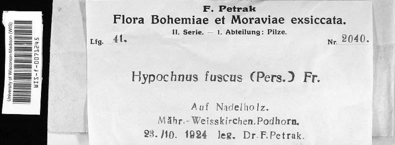 Hypochnus fuscus image