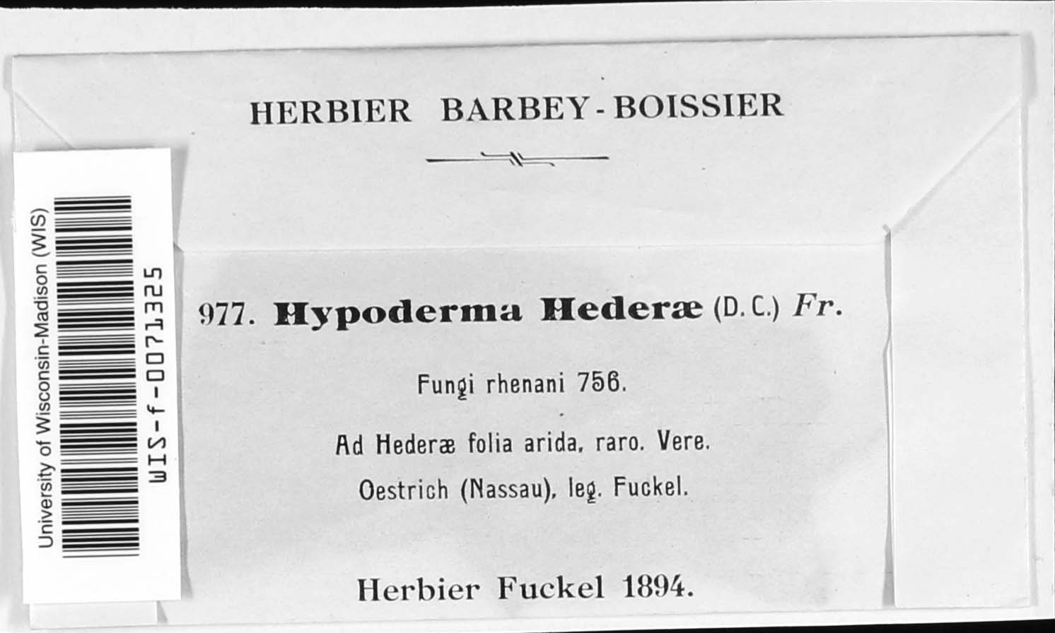 Hypoderma hederae image