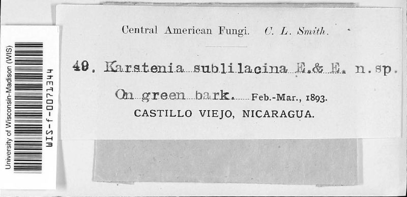 Chapsa sublilacina image