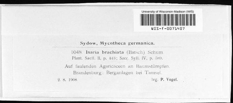 Tilachlidium brachiatum image
