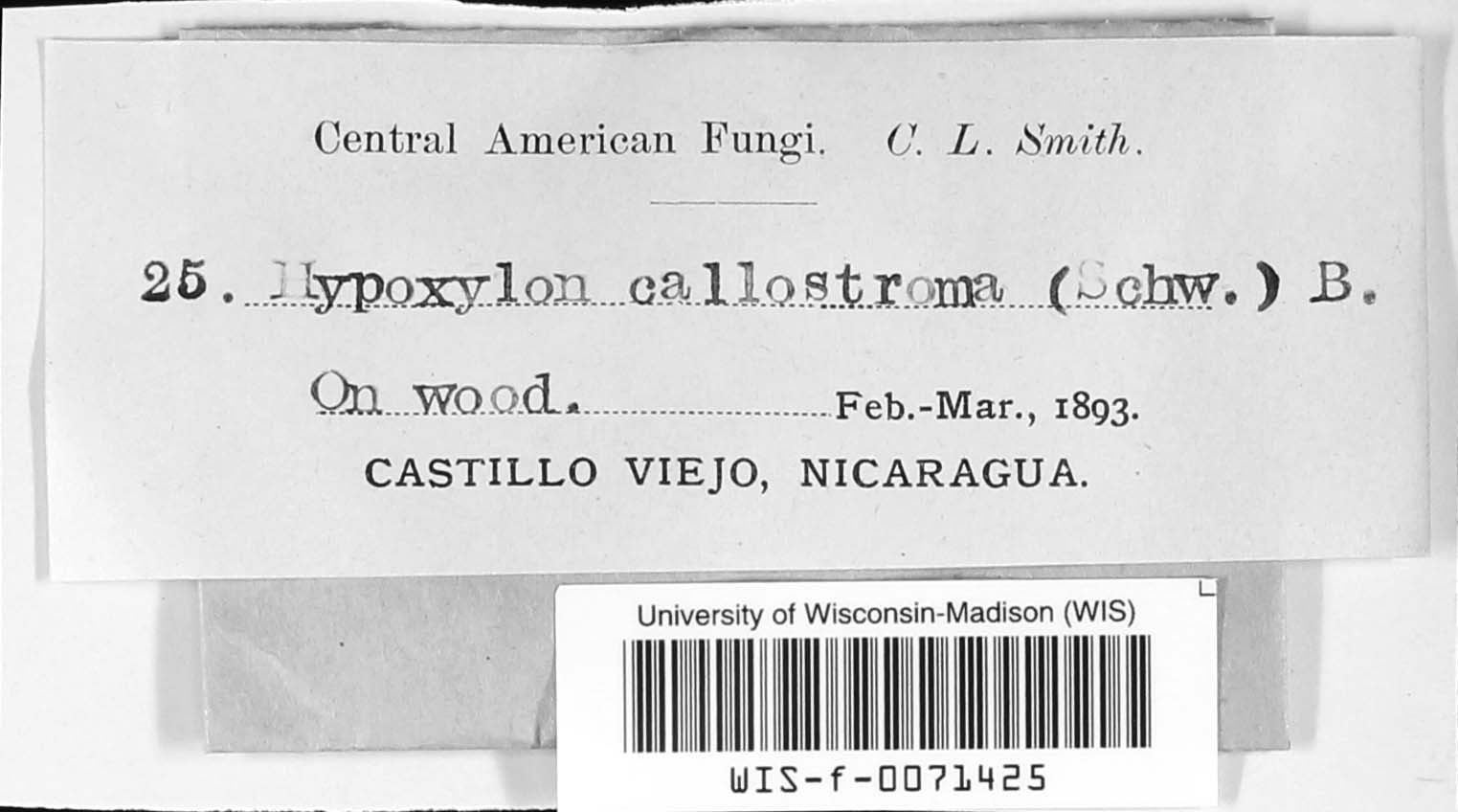Hypoxylon callostroma image