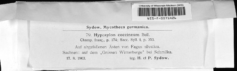 Hypoxylon coccineum image