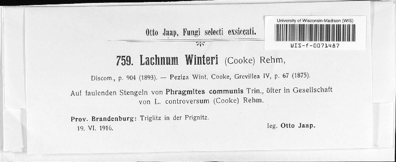 Lachnum winteri image