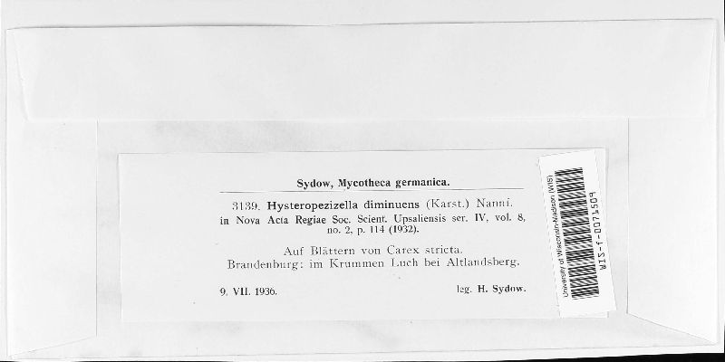 Hysteropezizella diminuens image