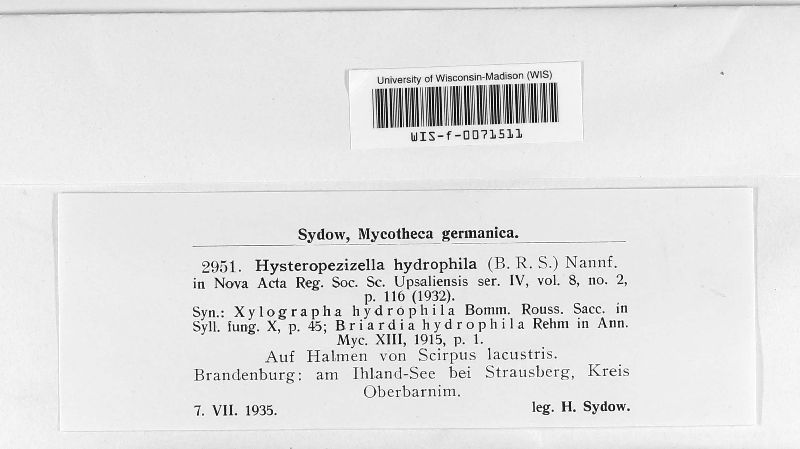 Hysterostegiella hydrophila image