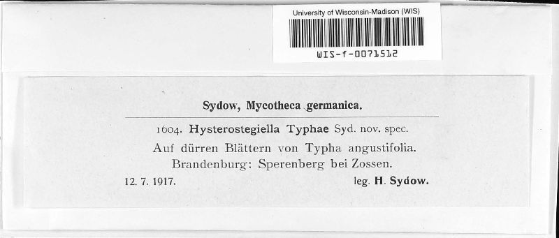 Hysteropezizella typhae image