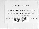Inocyclus psychotriae image