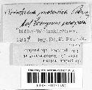 Image of Dothiora moravica