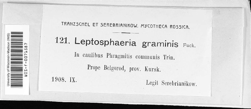 Phaeosphaeria graminis image