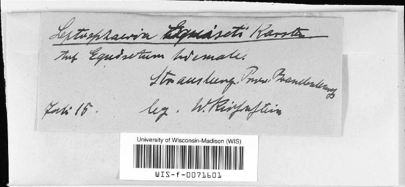Phaeosphaeria equiseti image