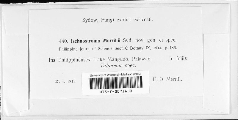 Ischnostroma merrillii image