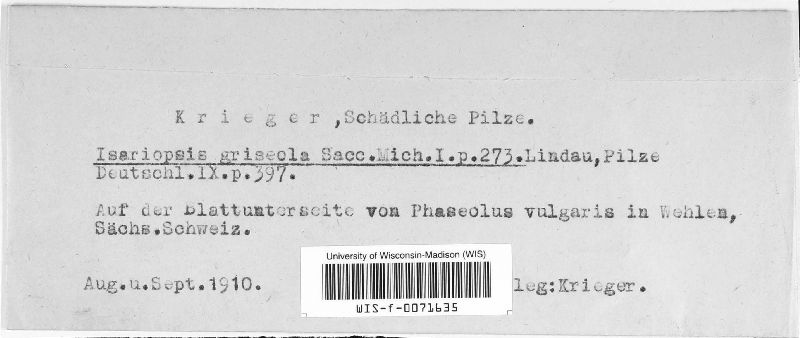Isariopsis image