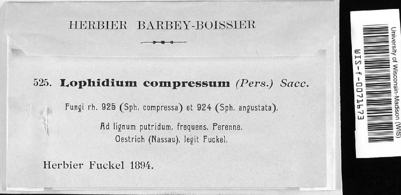 Lophiostoma compressum image