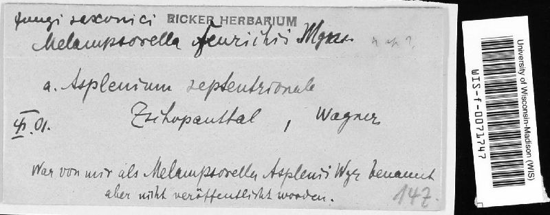 Milesina feurichii image