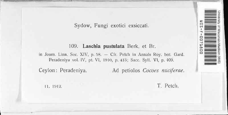 Campanella pustulata image