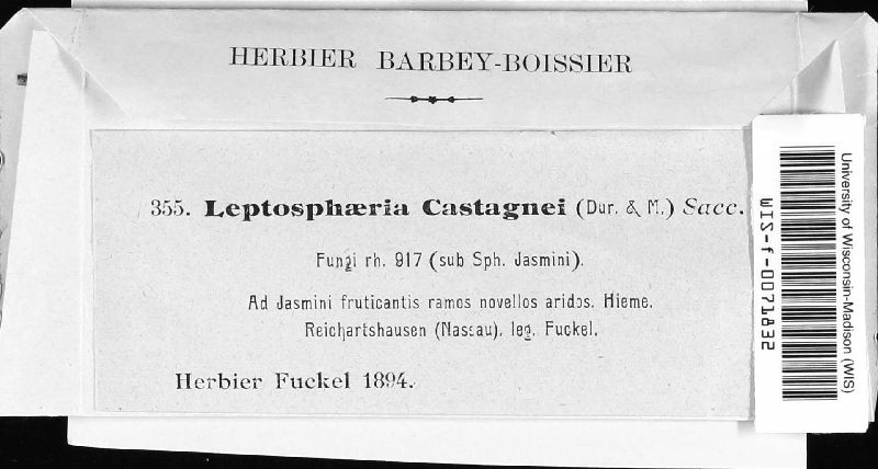 Leptosphaeria castagnei image