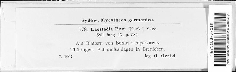 Hyponectria buxi image