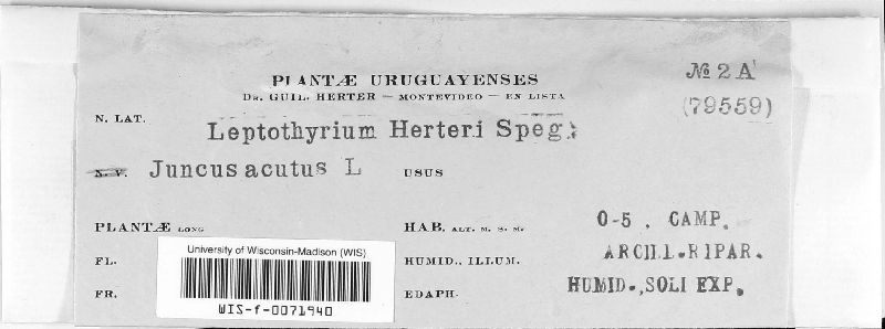 Leptothyrium herteri image