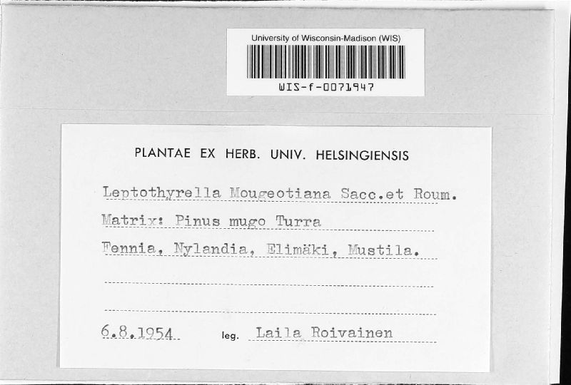 Leptothyrella image