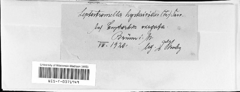 Leptostromella image