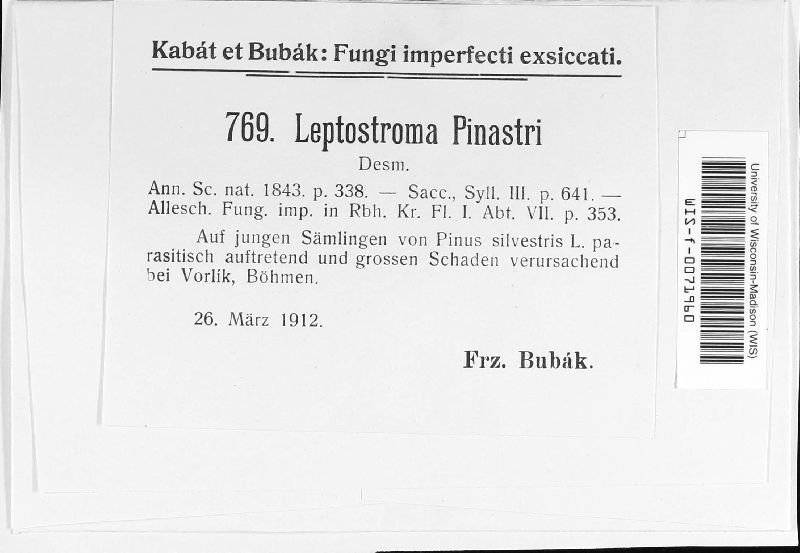 Leptostroma image