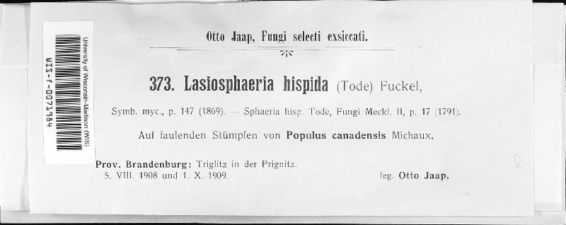 Lasiosphaeria hispida image