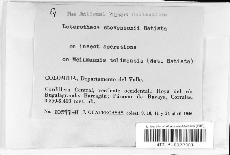 Laterotheca image