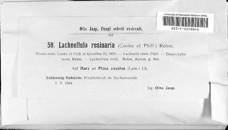 Lachnellula resinaria image