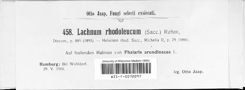 Lachnum rhodoleucum image