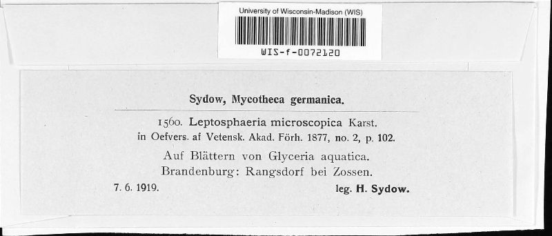 Leptosphaeria microspora image