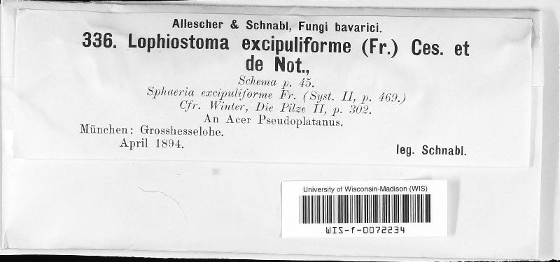 Lophiostoma excipuliforme image