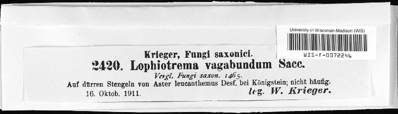 Lophiostoma vagabundum image