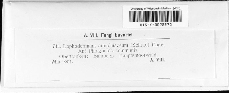 Lophodermium arundinaceum image