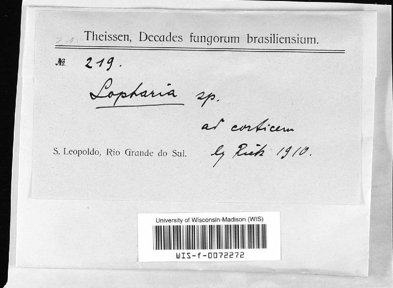 Lopharia image