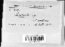 Image of Lopharia