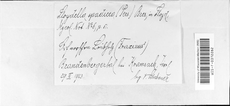 Porostereum spadiceum image