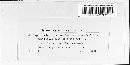 Pilidium acerinum image